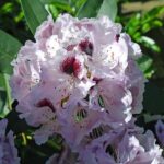 Rhododendron Annika / Rhododendron yakushimanum Annika