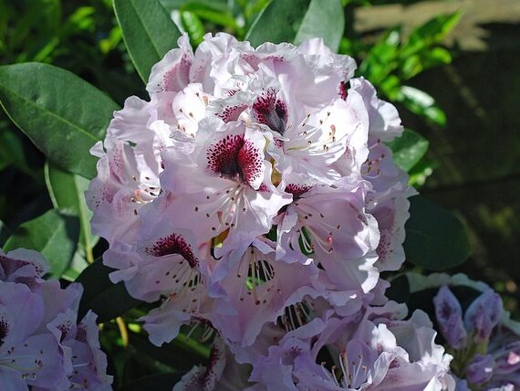 Rhododendron Annika / Rhododendron yakushimanum Annika