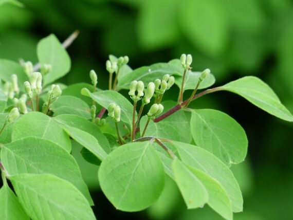 Schwarze Heckenkirsche / Lonicera nigra