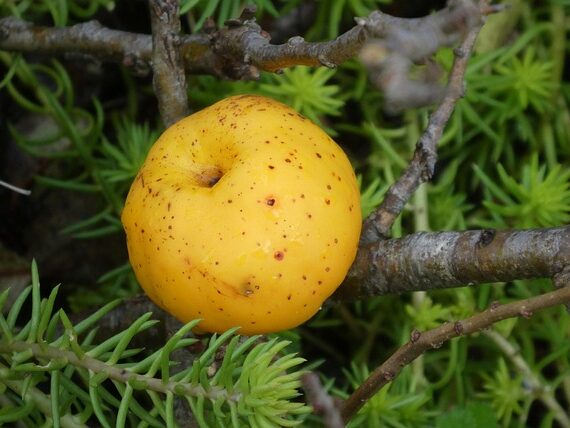 Zierquitte Cido / Chaenomeles japonica Cido