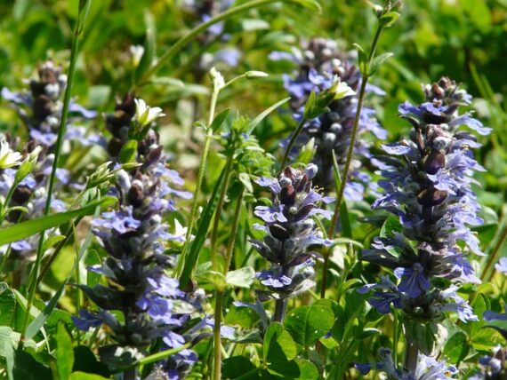 Kriechender Günsel / Ajuga reptans