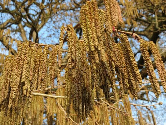 Corylus colurna / Baumhasel