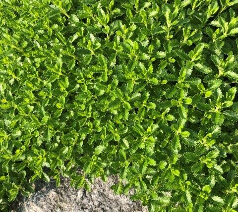Teucrium lucidrys / Edelgamander