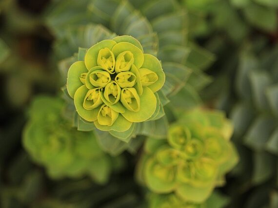 Euphorbia characias wulfenii / Wolfsmilch