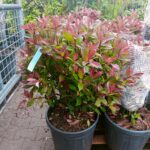 Photinia fraseri Robusta Compacta Kugel / Glanzmispel Kugel