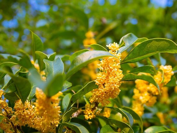 Süsse Duftblüte / Osmanthus fragans