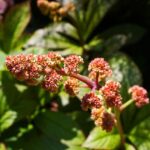 Rodgersia aesculifolia / Schaublatt