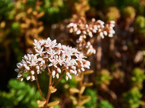 Weisser Mauerpfeffer / Sedum album Coral Carpet