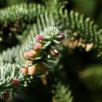 Abies pinsapo Glauca / Spanische Tanne