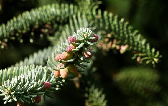 Abies pinsapo Glauca / Spanische Tanne