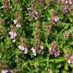 Gartengamander / Teucrium chamaedrys