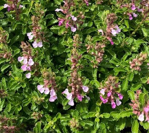 Gartengamander / Teucrium chamaedrys