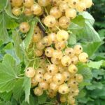 Weiße Johannisbeere / Ribes rubrum Zitavia