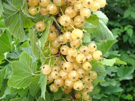 Weiße Johannisbeere / Ribes rubrum Zitavia