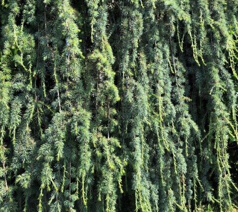 Hängezeder / Cedrus libani Glauca Pendula