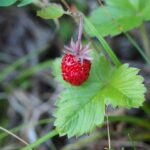 Fragaria vesca / Walderdbeere