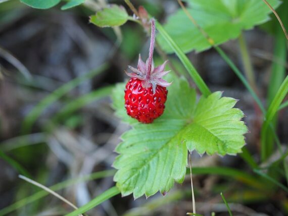 Fragaria vesca / Walderdbeere