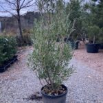 Phillyrea angustifolia / Steinlinde