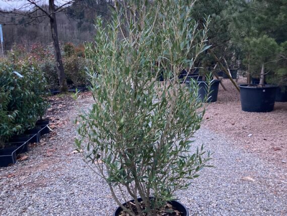 Phillyrea angustifolia / Steinlinde