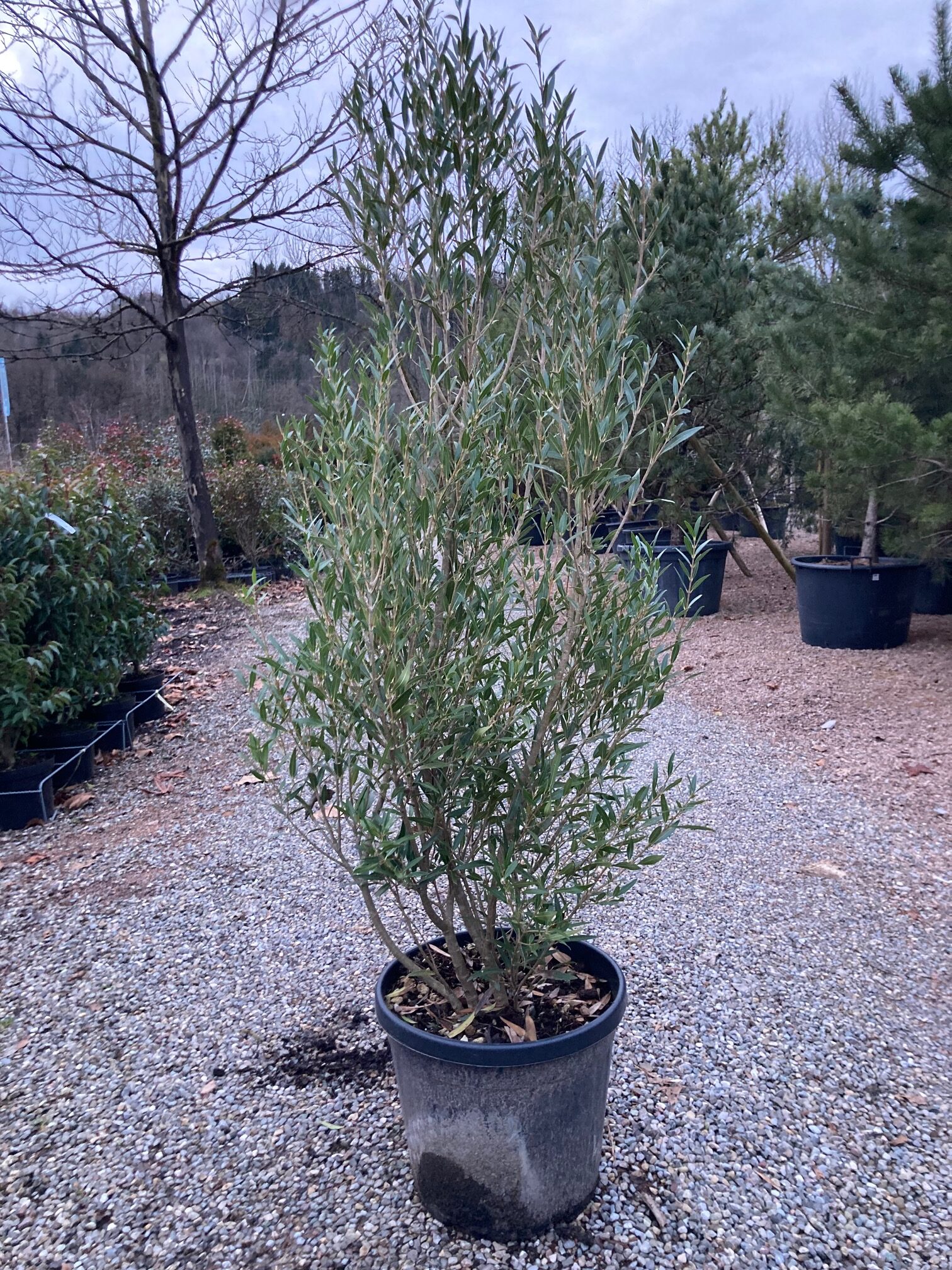 Phillyrea angustifolia / Steinlinde